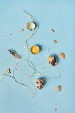 Yukarıdan küçük bıldırcın yumurtası saman ve tüyleri ile mavi arka plan üzerinde. 