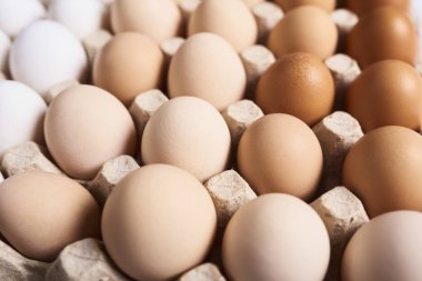 Portre tavuk yumurta karton konteyner içinde döşeme.