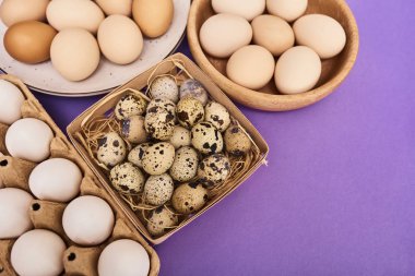 Taze bıldırcın ve tavuk yumurtası ahşap kutu, karton kutu ve plaka üzerinde kopya alanı ile mor arka plan kompozisyonu.