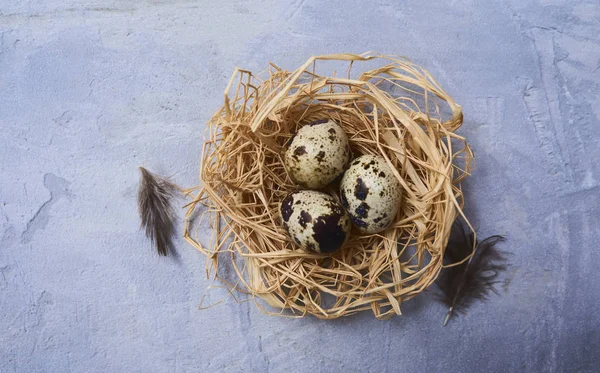 Bovenaanzicht Van Tiny Nest Van Hooi Met Kwartel Verse Eieren — Stockfoto