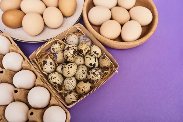 Composition with fresh quail and chicken eggs in wooden box, carton box and plate on purple background with copy space.