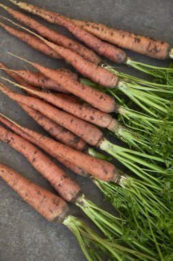 Gri arka plan üzerinde yeşil yaprakları ile taze havuç demet