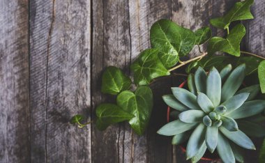 Ahşap Komiteler arka plan üzerinde sulu kaktüsler closeup