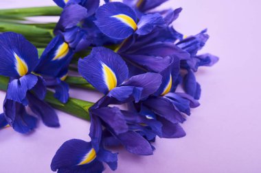 Bahar mor Iris çiçekler mor zemin üzerine tebrik kartı,