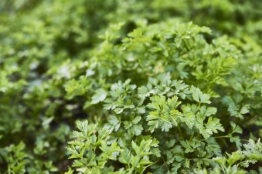 Taze yeşil maydanoz bitkiler Field'da closeup 