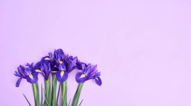 Bahar mor Iris çiçekler mor arka plan alanı metniniz için tebrik kartı. Üstten Görünüm