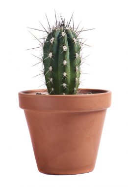 Beyaz arka plan üzerinde izole tencerede sulu kaktüs 