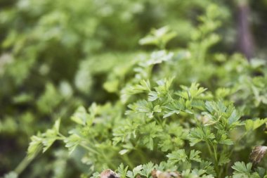 Taze yeşil maydanoz bitkiler Field'da closeup 