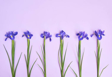 Bahar mor Iris çiçekleri mor arka planda, sizin metin için yer ile tebrik kartı. Üstten Görünüm