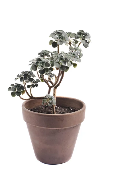 Succulent Pot Geïsoleerd Witte Achtergrond — Stockfoto