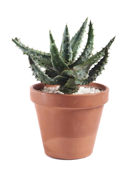 Saftiga Cactus Pot Isolerad Vit Bakgrund — Stockfoto