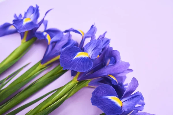 Открытки Весенними Фиолетовыми Цветами Радужной Оболочки Фиолетовом Фоне Место Текста — стоковое фото