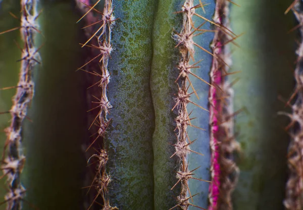 Closeup Sukulentů Kaktusů Hrnci Fialovém Pozadí — Stock fotografie