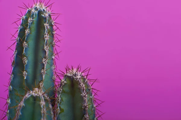 Closeup Sukulentů Kaktusů Hrnci Fialovém Pozadí — Stock fotografie