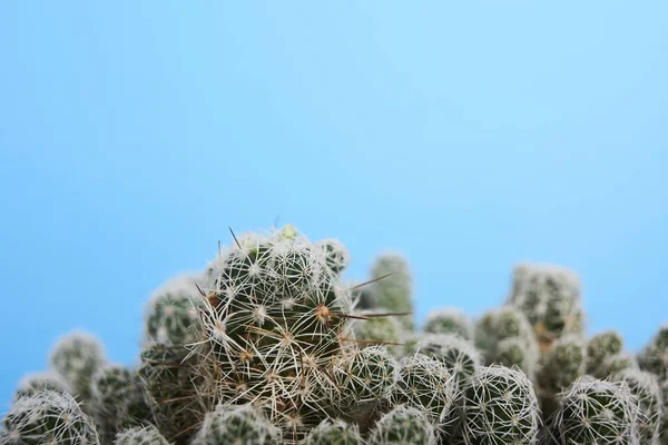 Closeup Sukulentů Kaktusů Modrém Pozadí — Stock fotografie