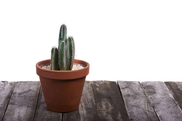 Saftiga Cactus Pot Isolerad Vit Bakgrund — Stockfoto