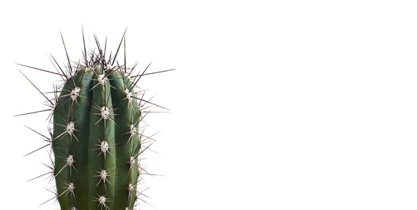 Saftiga Cactus Isolerad Vit Bakgrund — Stockfoto