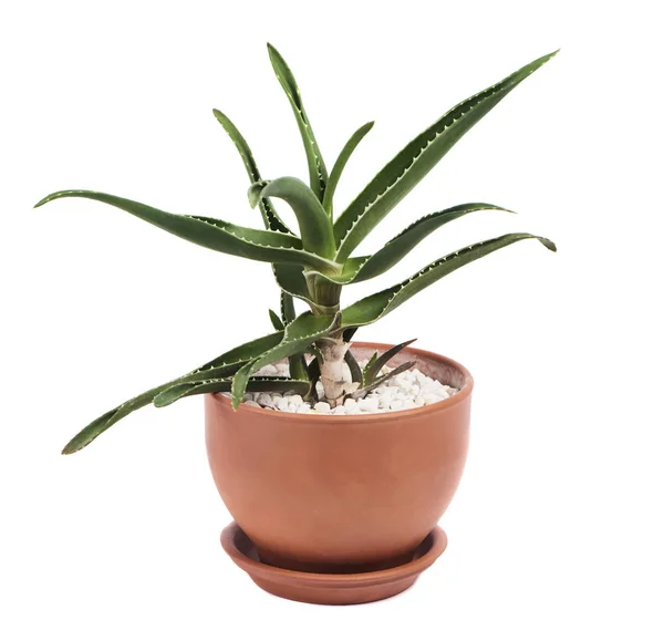 Saftiga Cactus Pot Isolerad Vit Bakgrund — Stockfoto
