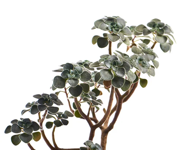 Succulent Pot Geïsoleerd Witte Achtergrond — Stockfoto