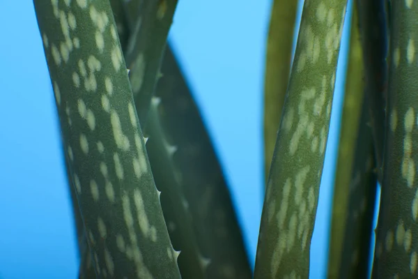 Mavi Arka Plan Üzerinde Sulu Kaktüs Closeup — Stok fotoğraf
