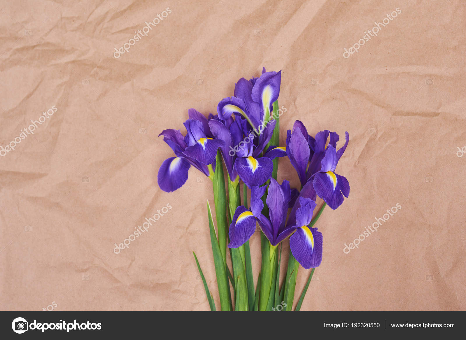 greeting card spring purple iris flowers brown paper paper iris flower