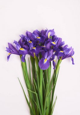 Beyaz arka plan üzerinde bahar mor Iris çiçekli tebrik kartı