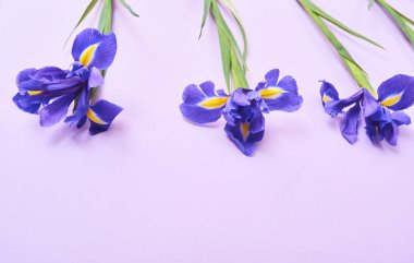 Bahar mor Iris çiçekler mor arka plan alanı metniniz için tebrik kartı