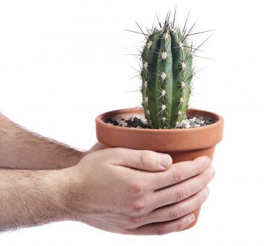 Erkek elleri beyaz arka plan üzerinde sulu kaktüs closeup