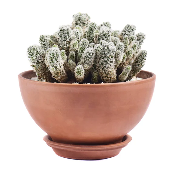 Sappige Cactus Pot Geïsoleerd Witte Achtergrond — Stockfoto