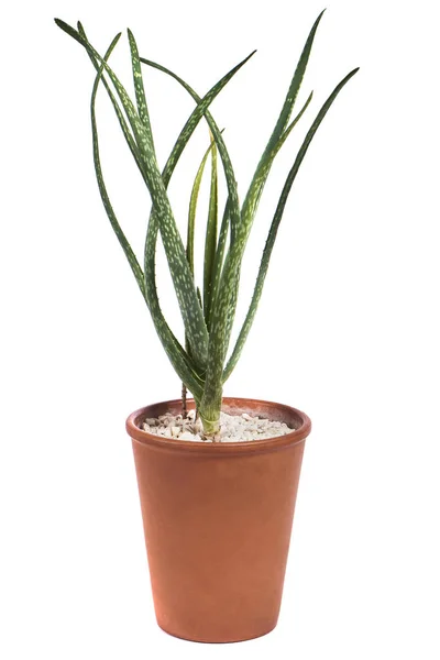 Succulent Pot Geïsoleerd Witte Achtergrond — Stockfoto