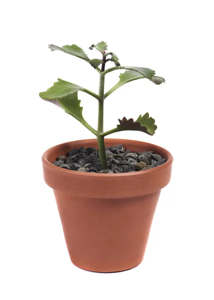 Succulent Cactus Pot Isolated White Background — Stock Photo, Image