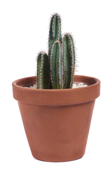 Saftiga Cactus Pot Isolerad Vit Bakgrund — Stockfoto