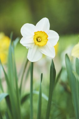 Nergis çiçek gündüz botanik Park closeup