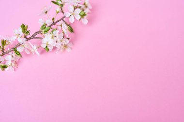 Beautiful beyaz kiraz çiçekleri Pembe çiçek şube