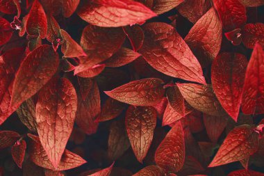 Taze yeşil yaprakları kırmızı arka plan yaptı. Tasarımınız için yeşil dinamik zemin.