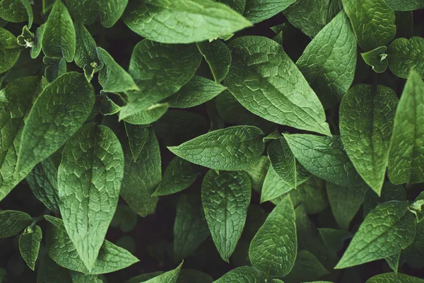 Primer Plano Del Patrón Hojas Frescas Fondo Natural — Foto de Stock