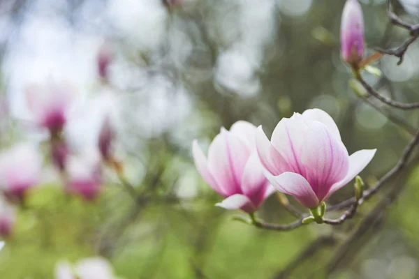 Detailní Záběr Krásné Kvetoucí Magnólie Květiny Dne — Stock fotografie