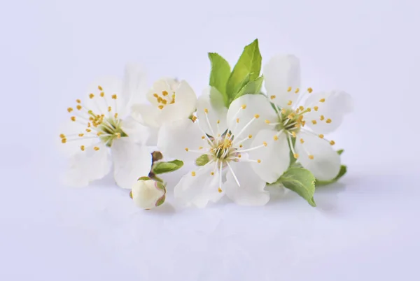 Крупный План Красивые Белые Вишневые Цветы Цветут Белом Фоне — стоковое фото