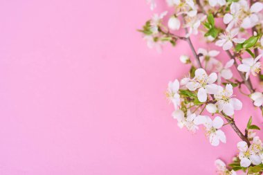 Beautiful beyaz kiraz çiçekleri Pembe çiçek şube