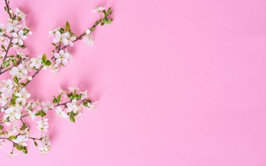 Beautiful beyaz kiraz çiçekleri Pembe çiçek şube