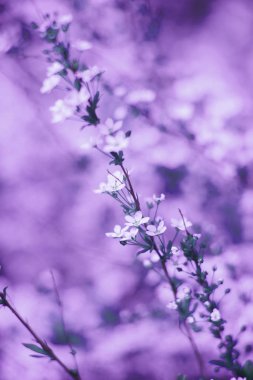 Taze çiçek ve yaprakları yapılmış ultra Violet arka plan. Tasarımınız için yeşil dinamik zemin.