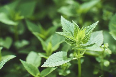 Taze yaprakları desen, doğal arka plan closeup