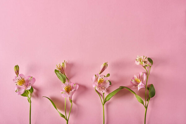 Красивые цветы на розовом фоне. Вид сверху
