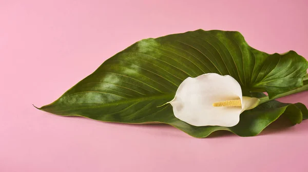 美丽的白色马蹄莲与新鲜的绿叶在粉红色的背景 最小概念 — 图库照片