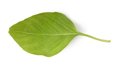 Fesleğen yaprakları beyaz arkaplanda izole