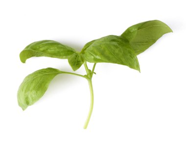 Fesleğen yaprakları beyaz arkaplanda izole