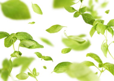 Havada canlı bir şekilde uçuşan yeşil fesleğen yaprakları beyaz b üzerinde izole edilmiş.