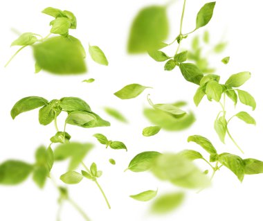 Havada canlı bir şekilde uçuşan yeşil fesleğen yaprakları beyaz b üzerinde izole edilmiş.