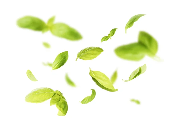 Vividamente volando en el aire hojas de albahaca verde aisladas en blanco b — Foto de Stock