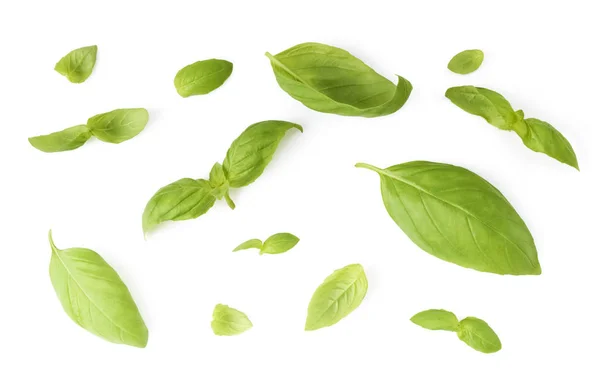 Basil leaves isolated on white background — Stock Photo, Image